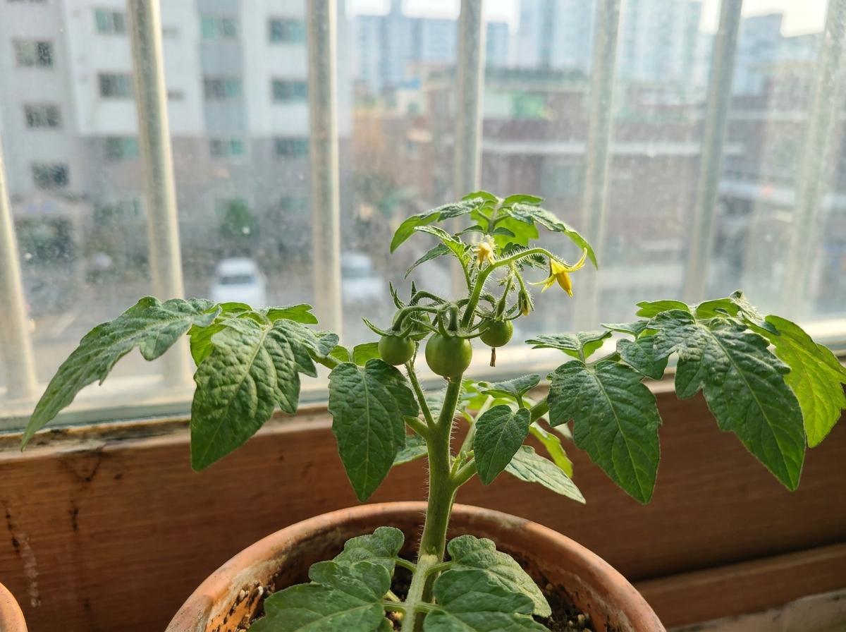 창가에서 꽃과 어린 초록 열매가 함께 보이는 방울토마토
